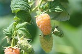 Framboos geel Rubus idaeus ‘Golden Everest’ in 2 literpot