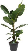 Musa Dwarf Cavendish XL 'Bananenplant' - Hoogte: ↑ 150 cm - Diameter pot: Ø 35 cm - Merk: Decorum