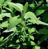 6 x Salvia Officinalis - Salie pot 9x9cm
