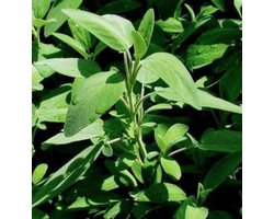 6 x Salvia Officinalis - Salie pot 9x9cm