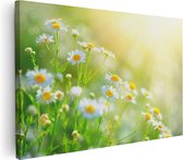 Artaza Canvas Schilderij Witte Kamille Bloemen Met Zonneschijn - 120x80 - Groot - Foto Op Canvas - Wanddecoratie Woonkamer