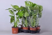 Monstera Deliciosa - Handelskwekerij Mark Verbeek - Buitenplant (bont) - potmaat 17cm - hoogte 50 cm
