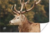 Affiche Cerf - Bois - Forêt - 30x20 cm