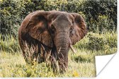 Poster Olifant - Natuur - Gras - 60x40 cm