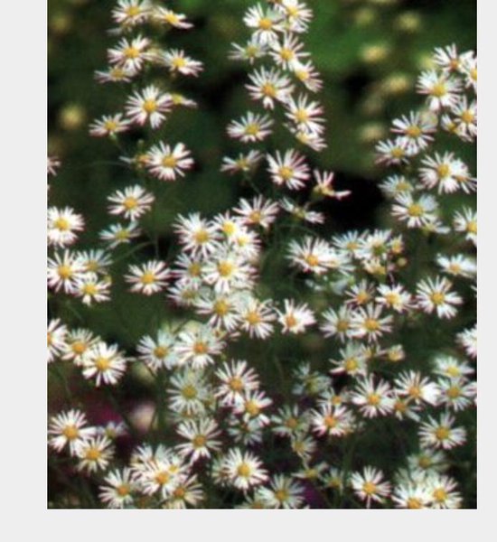 Foto: 6x aster monte cassino septemberkruid p9 pot 9x9 cm