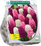 Plantenwinkel Hyacinth Mixed Pink bloembollen per 12 stuks