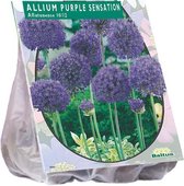 Plantenwinkel Allium Purple Sensations bloembollen per 15 stuk