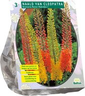 Plantenwinkel Eremurus Ruiter Hybriden Mix bloembollen per 3 stuks