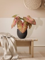 XL Caladium Autumn Beauty pot Esra Grafiet ↕70cm - Kamerplant