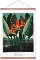 Poster In Posterhanger - 'The Queen Plant' - Kader Hout - Thornton - Plant & Bloem - 70x50 cm - Ophangsysteem