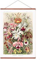 Poster In Posterhanger - Orchidae - Kader Hout - Ernst Haeckel - Vintage - Bloemen - 70x50 cm - Ophangsysteem