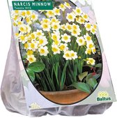 Plantenwinkel Narcissus Mini Mix bloembollen per 40 stuks