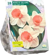 Plantenwinkel Narcissus Salome bloembollen per 20 stuks
