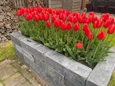 Tulipa (tulp) Orange Juice / 30 stuks / tulpenbollen of bloem-bollen-tulp, oranje/rood
