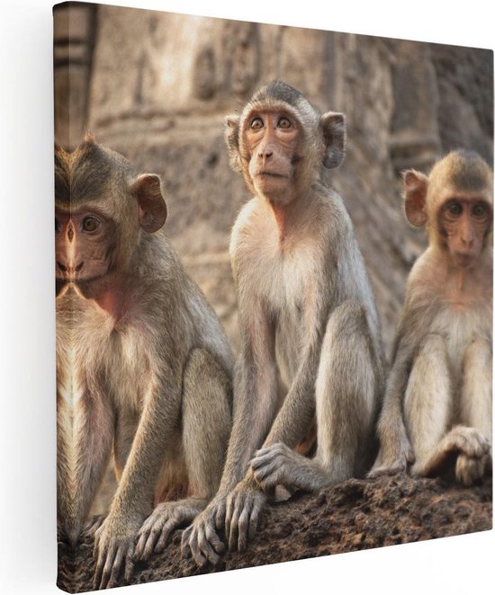 Artaza Canvas Schilderij Drie Kleine Apen Naast Elkaar - 50x50 - Foto Op Canvas - Canvas Print