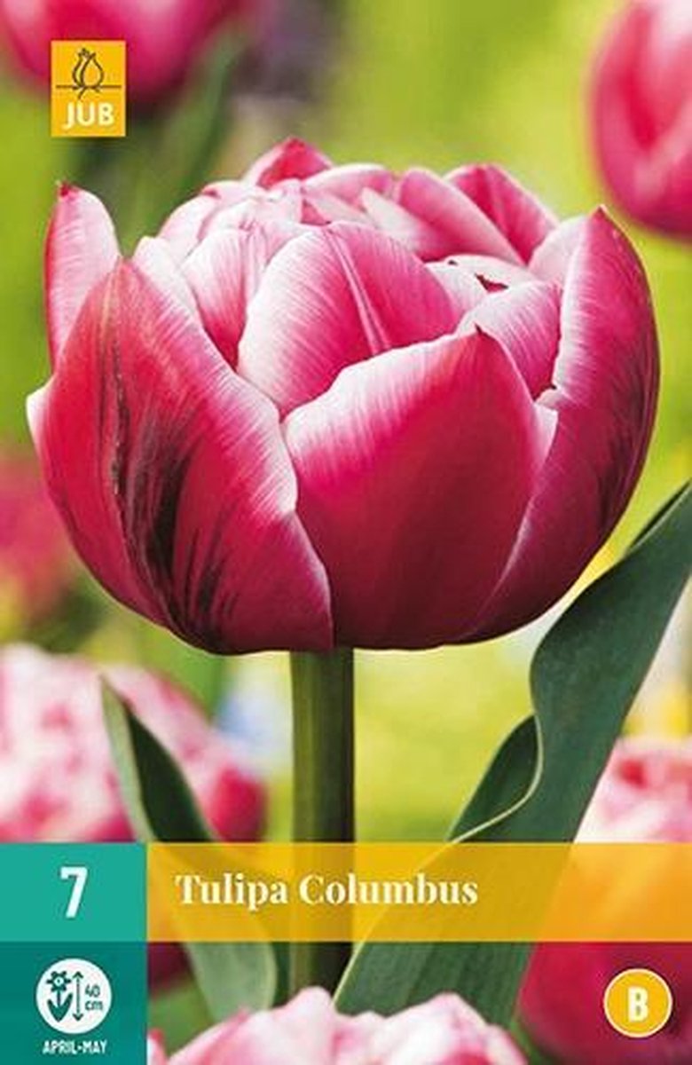 X 7 Tulipa Columbus