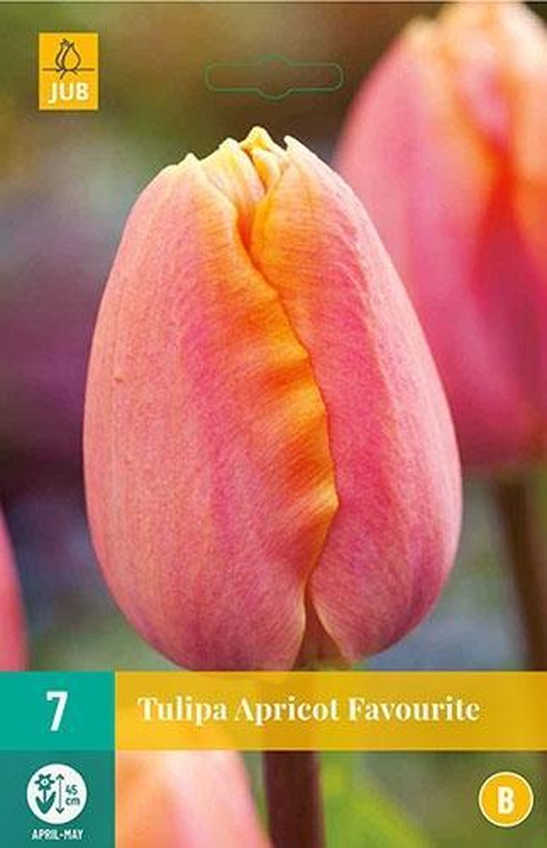 Tulp Apricot Favourite