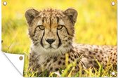 Tuinposter - Tuindoek - Tuinposters buiten - Luipaard - Gras - Cheeta - 120x80 cm - Tuin