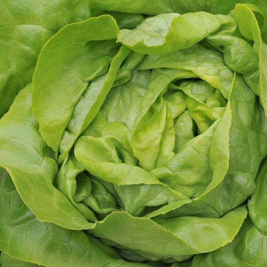 Laitue Appia