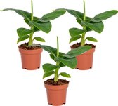 Musa 'Oriental Dwarf'| Bananenplant per 3 stuks - Kamerplant in kwekerspot 12 cm - 25-35 cm