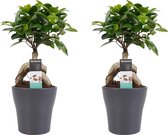 FloriaFor - Duo Ficus Ginseng Bonsai Geënt Met Sierpot Anna Grey - - ↨ 30cm - ⌀ 12cm