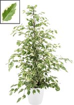 FloraExpert - Ficus - 105 Cm - Ø 22