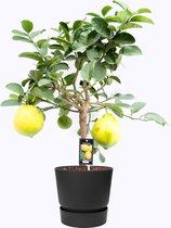 FloraExpert - Citrus - 85 Cm - Ø 25