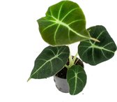 Alocasia Black Velvet  6cm  Reginula  Jewel Alocasia