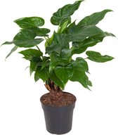 Kamerplant van Botanicly – Olifantsoor – Hoogte: 70 cm – Alocasia Cucullata