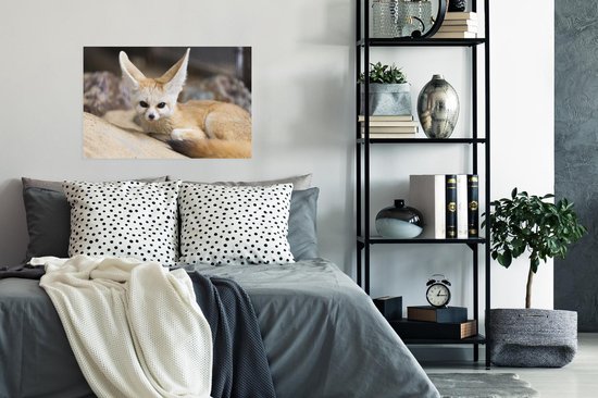 Le renard de Fennec s'allonge au sol et regarde droit dans l'appareil photo Poster 90x60 cm - Tirage photo sur Poster (décoration murale salon / chambre) / Poster Animaux sauvages