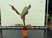 Musa Maurelli - Rode Bananenplant 130 cm