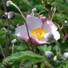 Anemone tomentosa 'Robustissima' - Anémone - Pot 9x9 cm - 6 plantes