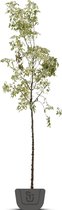 Vederesdoorn | Acer negundo Variegatum | Stamomtrek: 10-12 cm