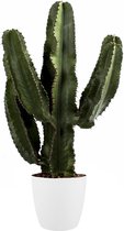 Hellogreen Kamerplant - Euphorbia Erytrea Canarias - 80 cm - Elho sierpot Brussels Round Wit