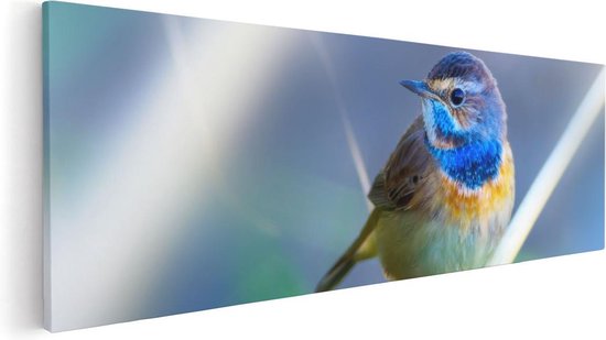 Artaza - Canvas Schilderij - Kleurrijke Blauwborst Vogel Op Een Tak - Foto Op Canvas - Canvas Print