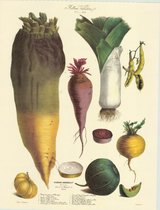 Vintage groenteposter - Vilmorin-Andrieux & Cie. - 1854