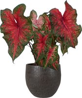 XL Caladium Wild Fire met pot Owen Brown ↕70cm - Kamerplant