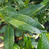 Prunus laurocerasus 'Caucasica' - Laurierkers Caucasica 80-100 cm c7.5