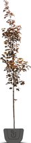 Rode esdoorn | Acer platanoides  Royal Red | Stamomtrek: 10-12 cm