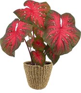 XL Caladium Red Flash met mand Jip Naturel ↕70cm - Kamerplant