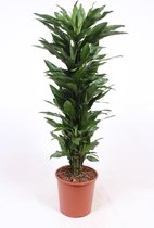 Kamerplant van Botanicly – Drakenboom – Hoogte: 150 cm – Dracaena Janet Lind