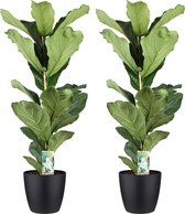 Kamerplanten van Botanicly – 2 × Vioolplant  incl. sierpot zwart als set – Hoogte: 75 cm – Ficus Lyrata