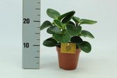 Kamerplant van Botanicly – Dwergpeper – Hoogte: 20 cm – Peperomia obtusifolia