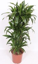 Kamerplant van Botanicly – Drakenboom – Hoogte: 150 cm – Dracaena fragr. Janet Craig