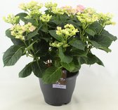 Bloem van Botanicly – Hortensia – Hoogte: 50 cm – Hydrangea