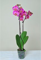 Orchidee van Botanicly – Vlinder orchidee – Hoogte: 65 cm, 2 takken – Phalaenopsis Britney