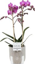 Orchidee van Botanicly – Vlinder orchidee met een grijze rustieke keramische pot als set – Hoogte: 45 cm, 1 tak – Phalaenopsis Vienna