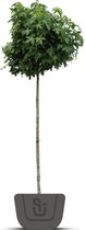 Bolamberboom | Liquidambar styraciflua Gumball | Stamomtrek: 5-7 cm | Stamhoogte: 150 cm