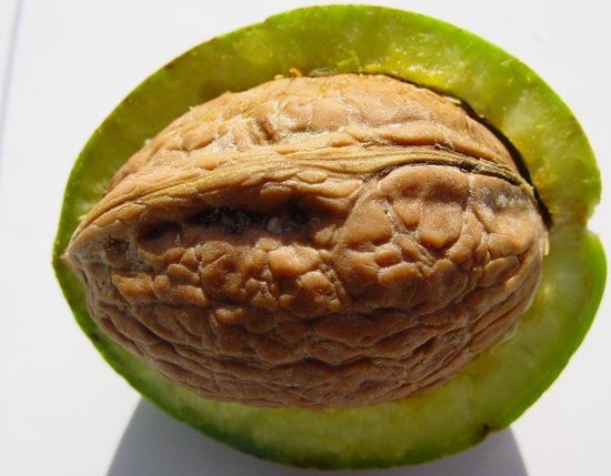 Walnootboom - okkernoot Buccaneer laagstam - 80cm hoog - 5 liter pot