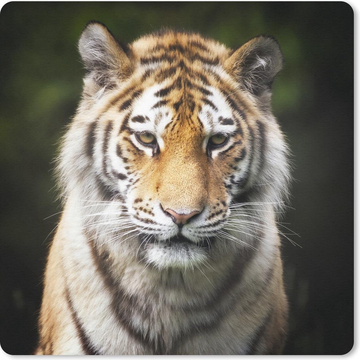 Muismat 30x30 cm - Mousepad Tijger - Dieren - Natuur - Muismatten